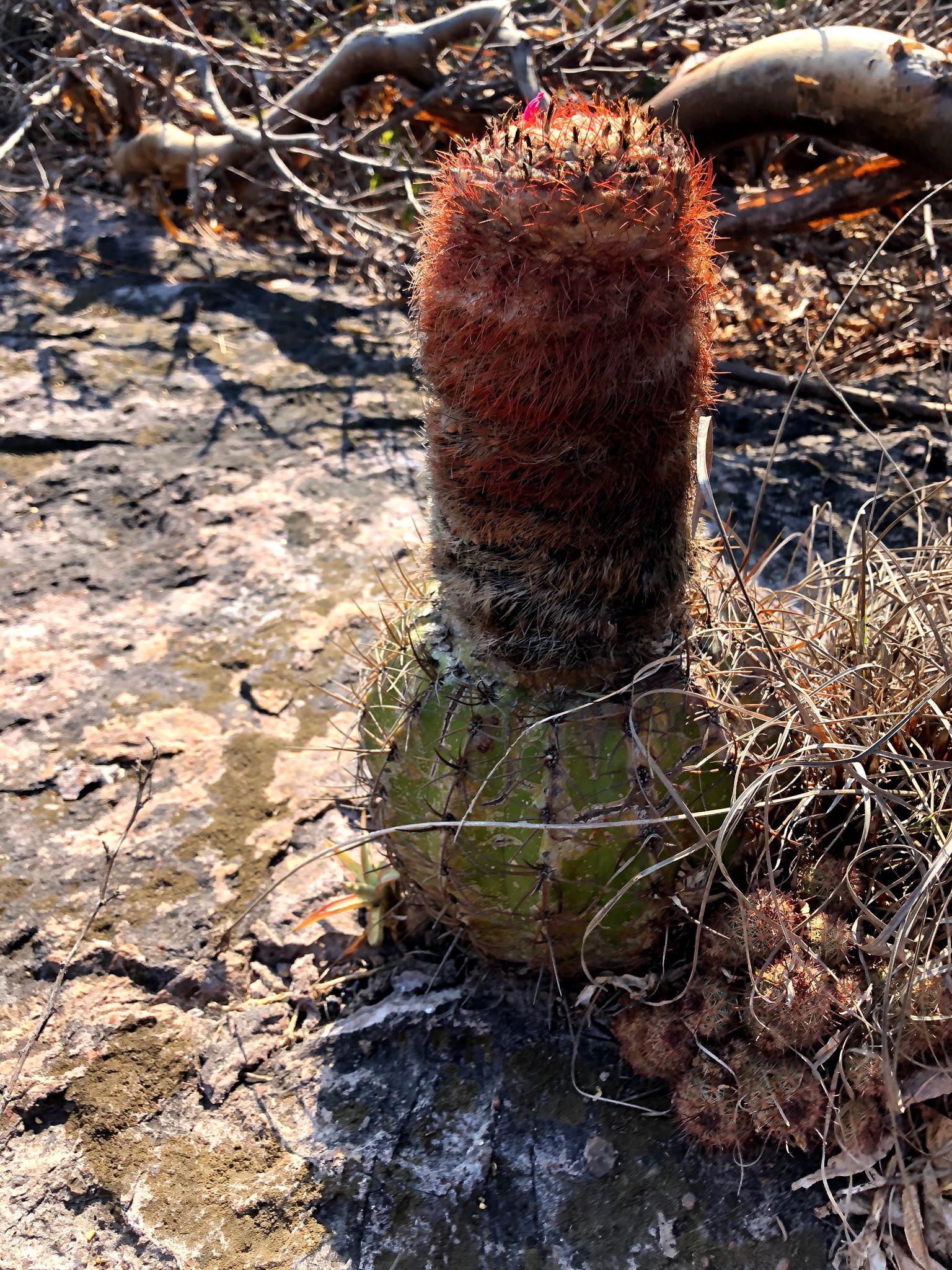 Melocactus curvispinus ssp. dawsonii